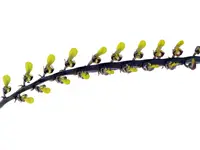 Bulbophyllum falcatum