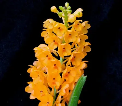 Vanda garayi syn (Vanda)