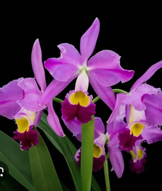Cattleya eldorado`Mt (Cattleya)