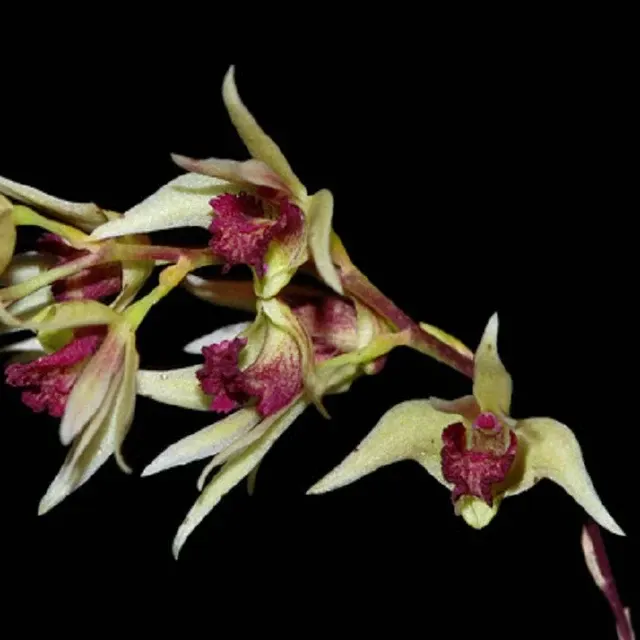 Dendrobium stachyobium sp 'Red Lip' (Dendrobium)