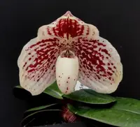 Paphiopedilum godefroyae ‘In-Charm Red’ x Sib ‘K80P’