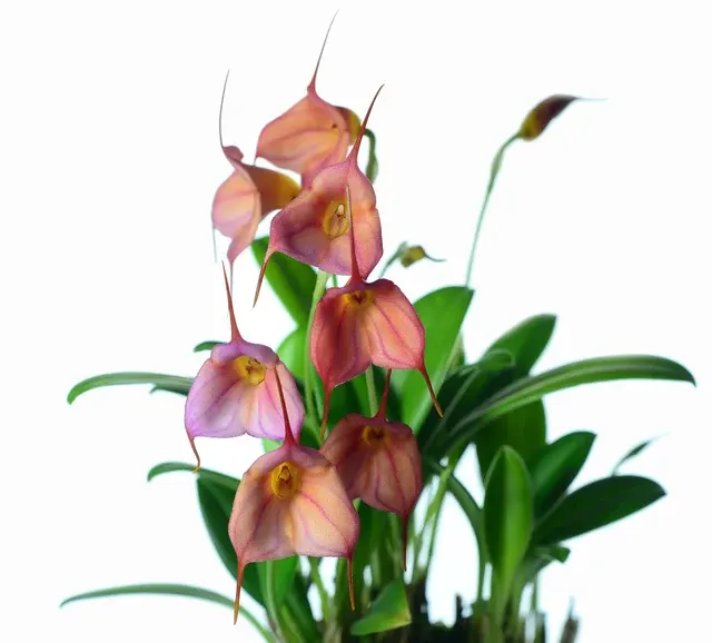 Masdevallia Marcelo Bejarano (Masdevallia)