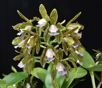 C. Mareeba Tiger (tigrina coerulea `Catt Nutts' AM x schilleriana `RL Burnside' AM) Cattleya Orchid Plant
