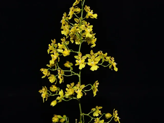 Oncidium pyramidale (Oncidium)