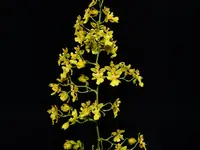 Oncidium pyramidale