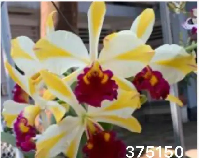 Rhyncholaeliocattleya Fu Shu Glory 'Happy Holidays' (Rhyncholaeliocattleya)