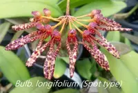Bulb. longifolium (Spot type) x self (BU18) ( - - Bulbophyllum ) Bulb.=Bulbophyllum