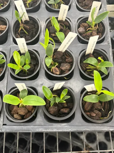 Dendrobium guilbertii (Dendrobium)