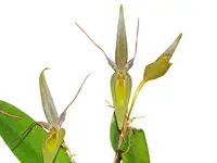Pleurothallis saueri