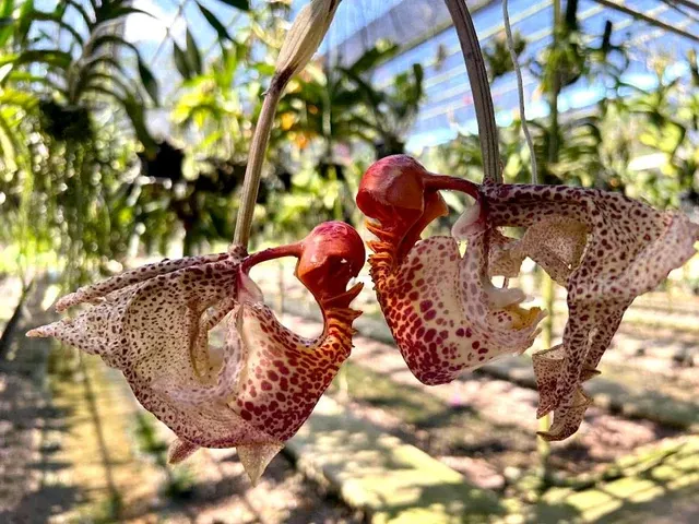 Coryanthes Mamadon