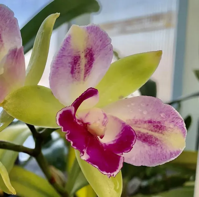 Rhyncholaeliocattleya Yen Corona 'Green Genie'