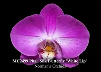 Phal Silk Butterfly 'White Lip' ( Butterfly Waltz x Spring Silk )