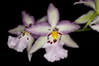 Beallara Ysabella 'Lunar Eclipse' IN SPIKE/IN BUD NOW! LIMITED