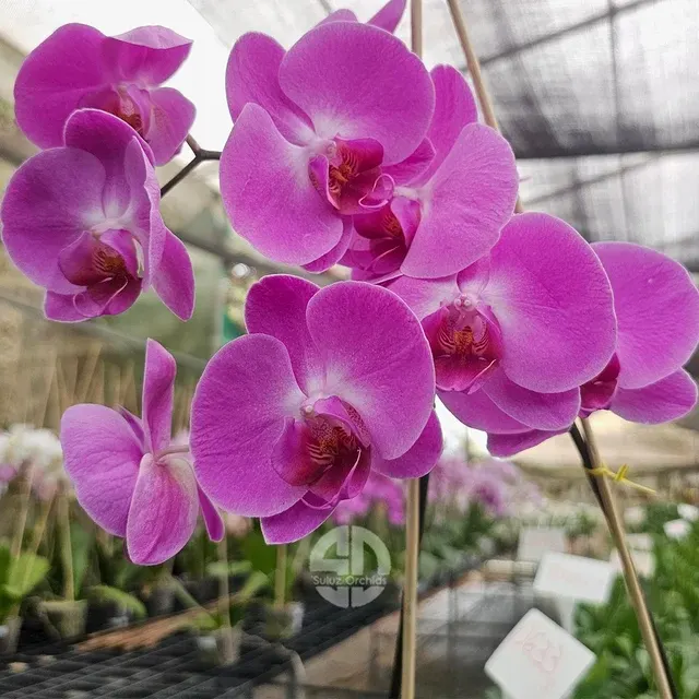 Phalaenopsis Tigris