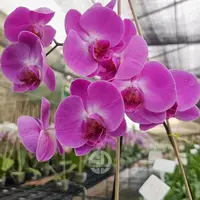 Phalaenopsis Orchid Tigris Mature Plant - Ready To Flower