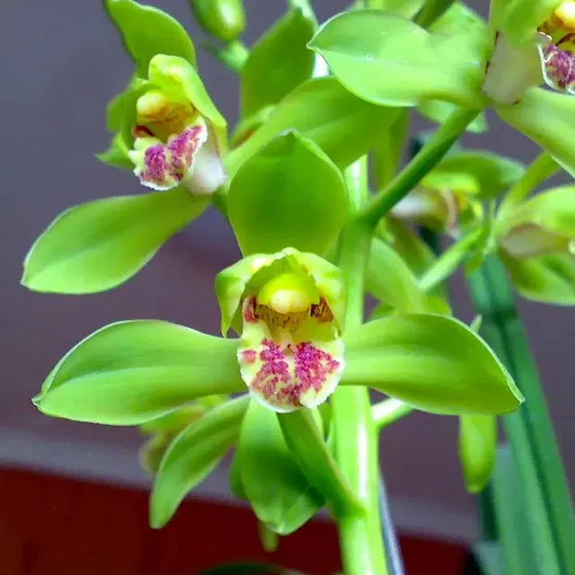 Cymbidium faberi 'Da-Yi-Pin' (Cymbidium)