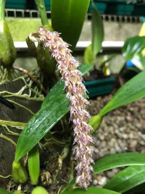 Bulbophyllum sicyobulbon (Bulbophyllum)
