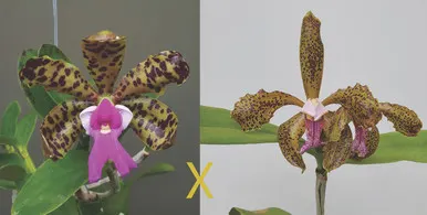 Cattleya Memoria Bleui (Cattleya)
