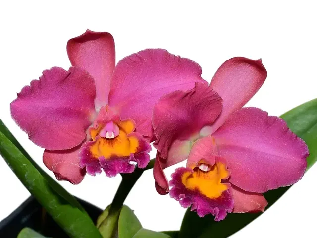 Rhyncholaeliocattleya Fong Cing (Rhyncholaeliocattleya)