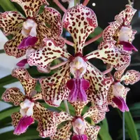 Vanda Tricolor Blooming Size