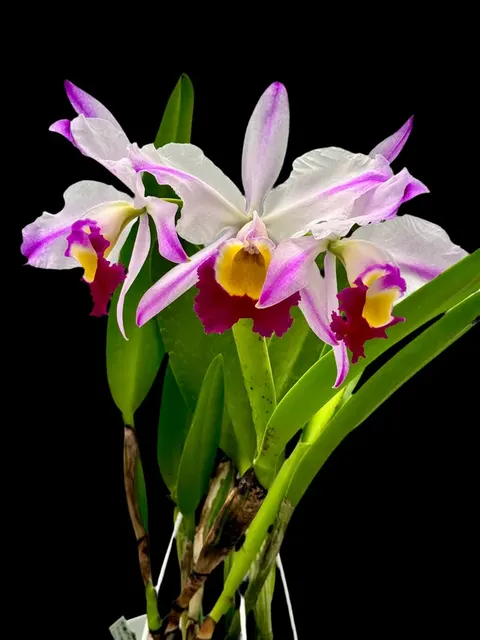 Cattleya wallisii