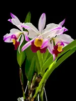 Cattleya wallisii F.S./A Flamea (Original) ’Hilela’ (OG)Big Plant