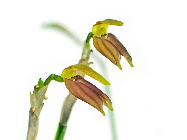 Masdevallia draconis (Masdevallia)