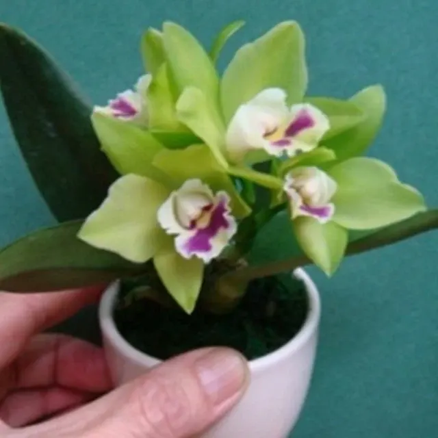 Cattleya Chian-Tzy Kiwi