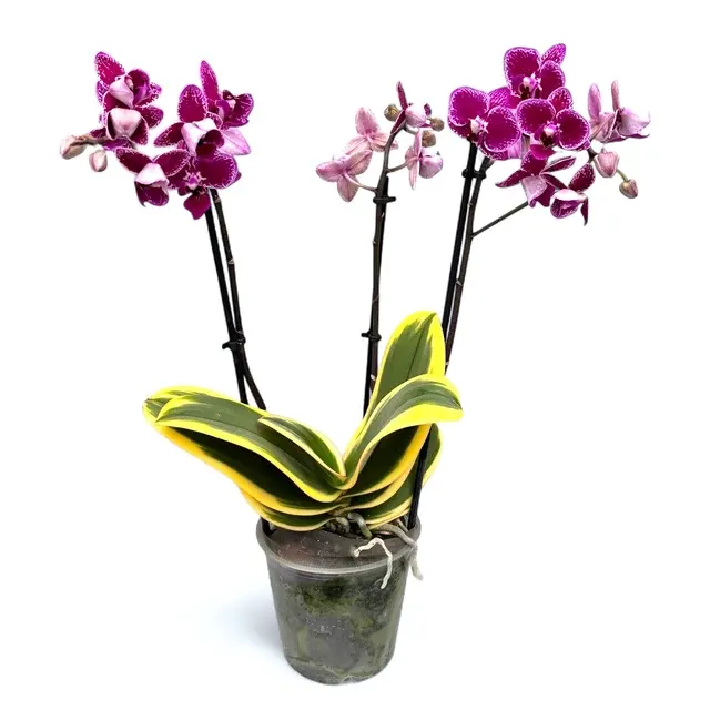 Phalaenopsis Chia E Yenlin - Flori Pelorice& Normale