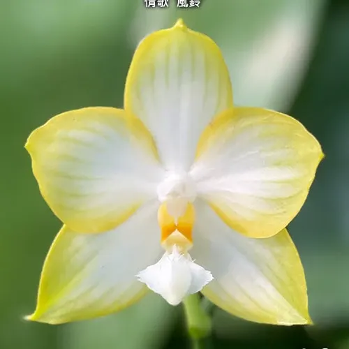 Phalaenopsis Yaphon Love Song 'wind chimes' (Phalaenopsis)