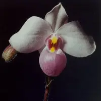 Paphiopedilum delenatii — Raritäten - blühfähige Pflanzen