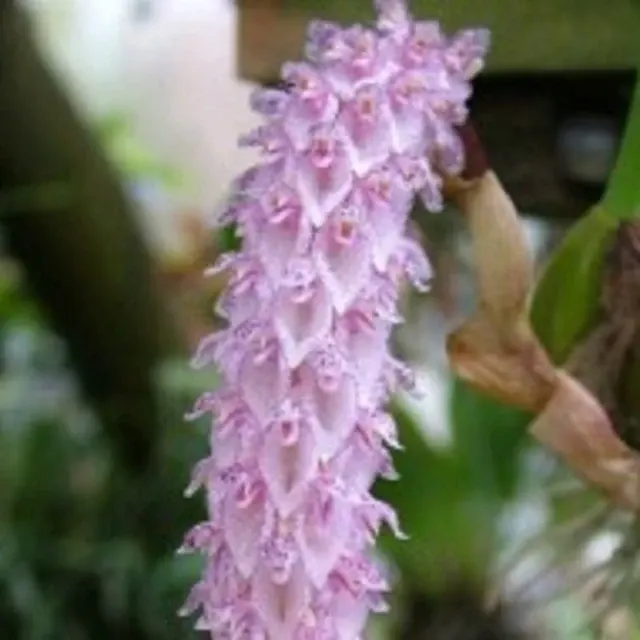 Bulbophyllum lilacinum sp