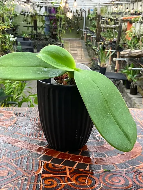 Phalaenopsis Meidarland Cherry Queen 'Wilson'