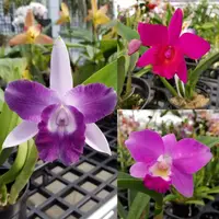 Mini Fragrant Cattleya Type Orchids Available Now