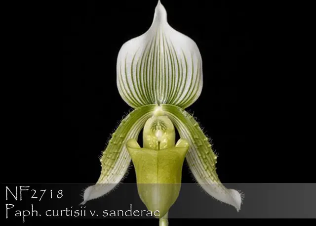 Paphiopedilum curtisii v sanderae 'Note : Rare Alba Form , Strong Seedling'