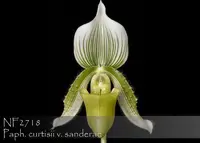 Paph. curtisii v. sanderae 'Note : Rare alba form , Strong Seedling ' (" Green Valley ' x " Jade " )