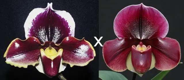 Paphiopedilum Valley Girl X Flash Point 'High Intensity'