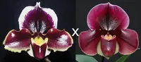 Paphiopedilum Valley Girl 'High Intensity' x Flash Point 'Rotunda'