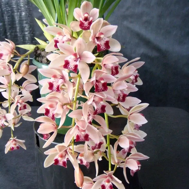 Cymbidium Mary Green 'Mitalli'