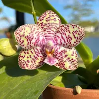 Phal. Natasha ‘Aeiko’ AM/OSROC