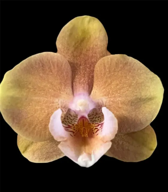 Phalaenopsis Younghome Walle ‘YH5105’ (Phalaenopsis)