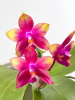 Phal. Meidarland Kaiulani ‘700’ HCC/AOS