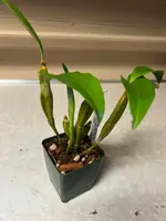 Dendrobium griffithianum