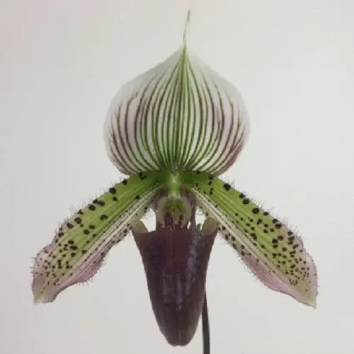 Paphiopedilum sukhakuli (Paphiopedilum)