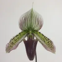 Paph. sukhakuli X Paph. callosum