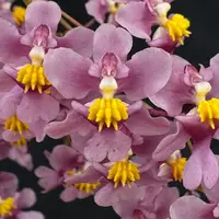 Flowering select Oncidium species CC26/037
