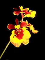 Tolumnia Jairak Flyer 'Golden Bag'
