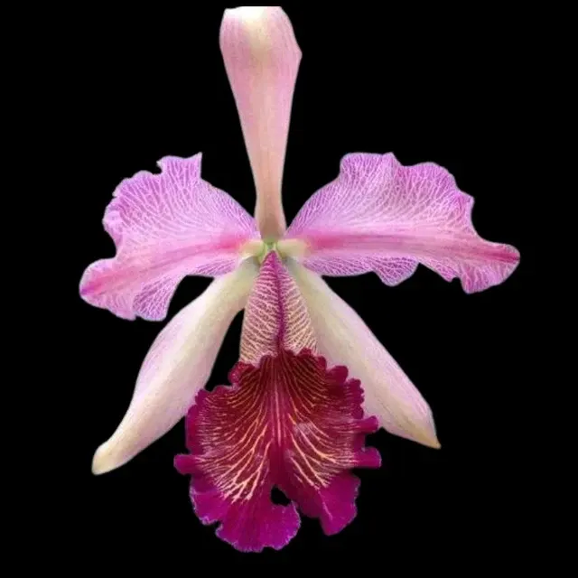 Cattleya dowiana var rosita
