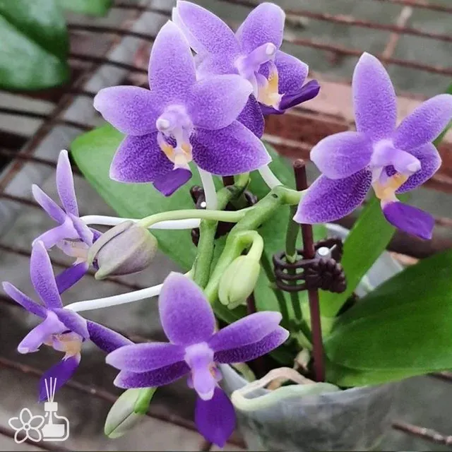 Phalaenopsis Younger Little Blue '910' (Phalaenopsis)