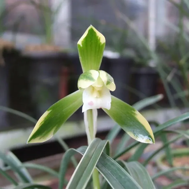 Cymbidium goeringii 'Xue-Shan'